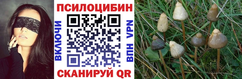 Купить где  Алексеевка  Псилоцибиновые грибы MAGIC MUSHROOMS 